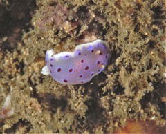 Goniobranchus thompsoni