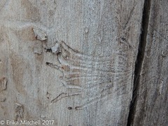 Scolytus