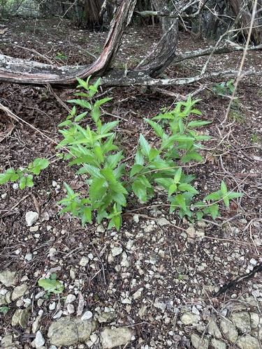 Brickellia cylindracea, photograph 3