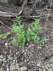 author not stated, no rights reserved Brickellia cylindracea, photograph author not stated, no rights reserved