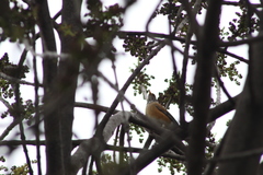 Turdus rufopalliatus