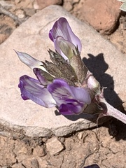 Astragalus tephrodes