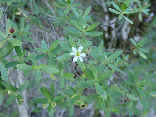 Pemphis acidula observed 2026-04-27