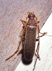 Sparedrus aspersus