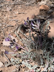 Astragalus tephrodes