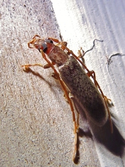 Sparedrus aspersus