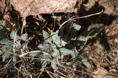 Oenothera brachycarpa