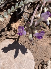 Astragalus tephrodes