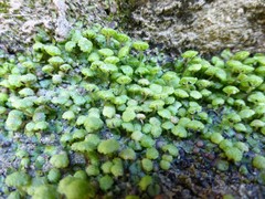 Cryptomitrium tenerum