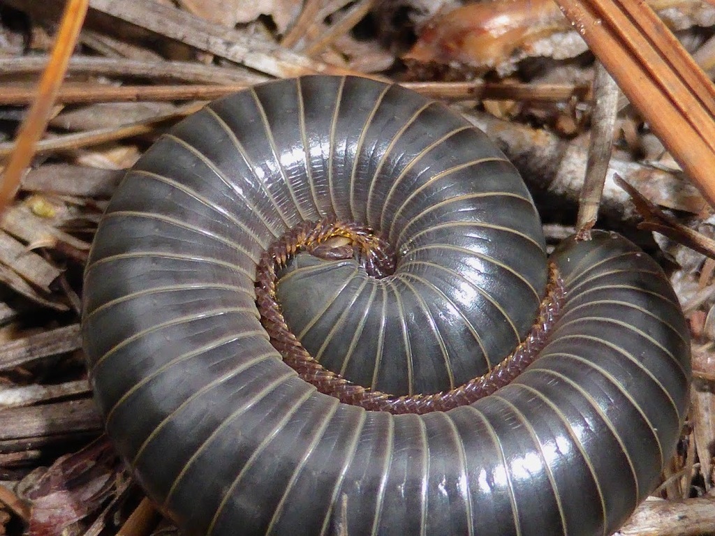 Floridobolinae