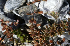 Epilobium microphyllum