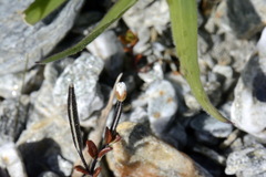 Epilobium microphyllum