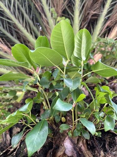 Foto de Mata-pau