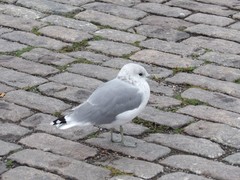 Larus canus