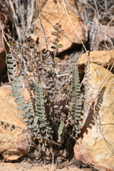 Astrolepis cochisensis