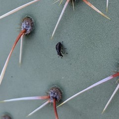 Stictomyia