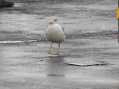 Larus argentatus