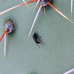 Stictomyia