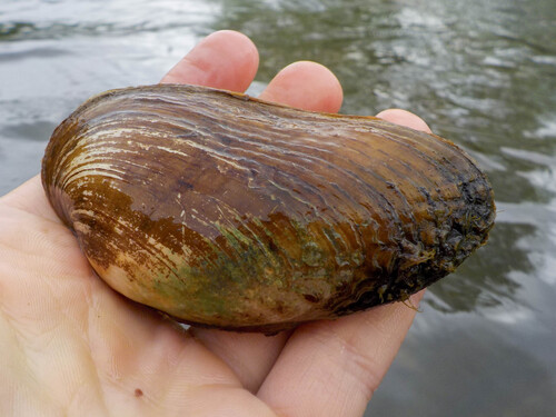 Ptychobranchus subtentum observed 2026-04-26