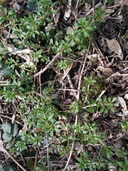 Galium aparine