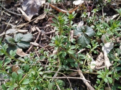 Galium aparine