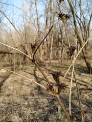Sambucus racemosa