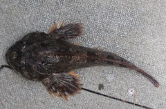 Hemilepidotus hemilepidotus