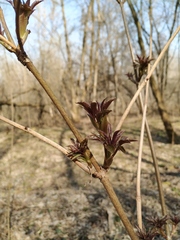 Sambucus racemosa