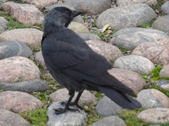 Corvus monedula