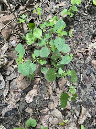 Urtica chamaedryoides, photograph 5