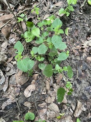 author not stated, no rights reserved Urtica chamaedryoides, photograph author not stated, no rights reserved