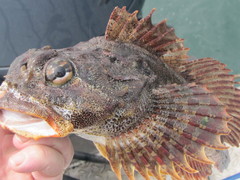 Hemilepidotus hemilepidotus