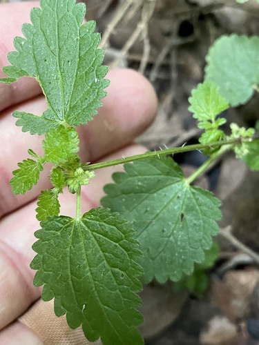 Urtica chamaedryoides, photograph 6