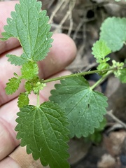 Urtica chamaedryoides, photograph author not stated, no rights reserved