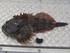 Hemilepidotus hemilepidotus