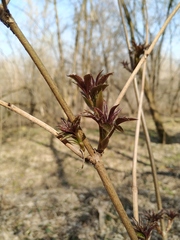 Sambucus racemosa