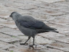 Corvus monedula