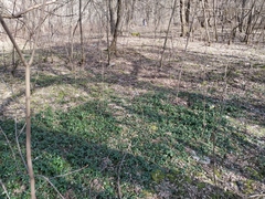 Vinca minor