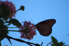 Danaus gilippus thersippus