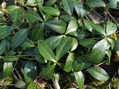Vinca minor