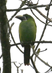 Aulacorhynchus derbianus