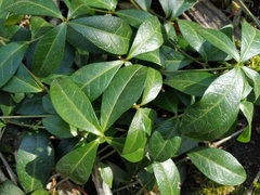 Vinca minor