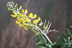 Baptisia bracteata