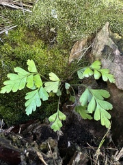 Asplenium praemorsum, photograph (c) Nicolás Baresch Uribe, some rights reserved (CC BY)
