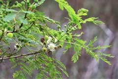 Senegalia berlandieri