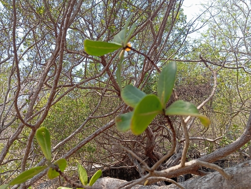 Green Buttonwood (Conocarpus erectus)