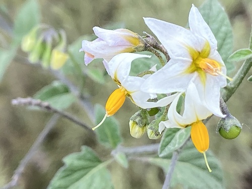 iNaturalist observation photo of greenspot nightshade