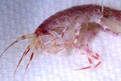 Eusirus cuspidatus