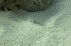 Coryphopterus glaucofraenum