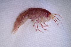 Eusirus cuspidatus